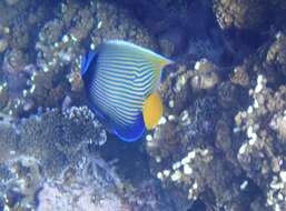 Image of Angelfish