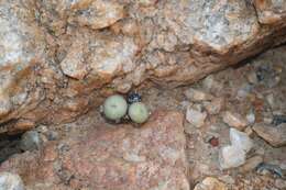 Image of Conophytum jucundum subsp. jucundum