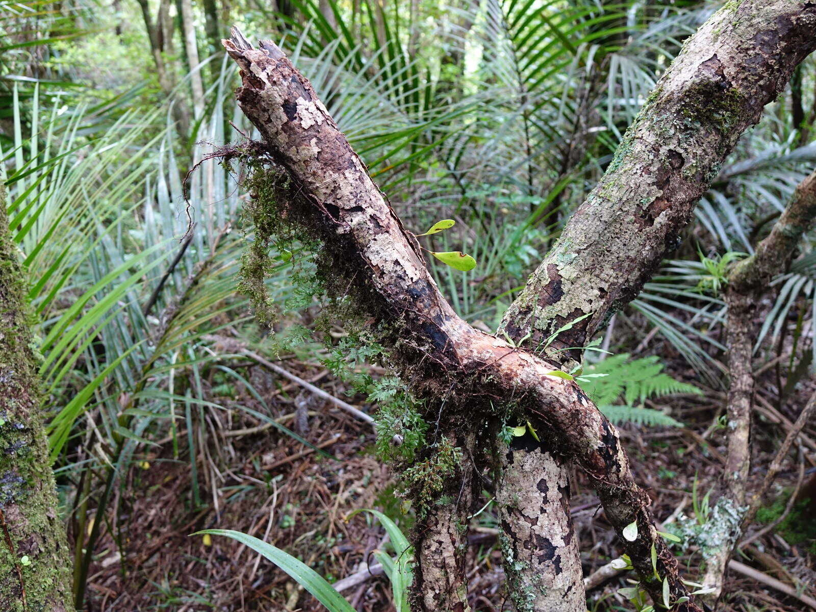 Image of Hymenophyllum sanguinolentum (G. Forst.) Sw.