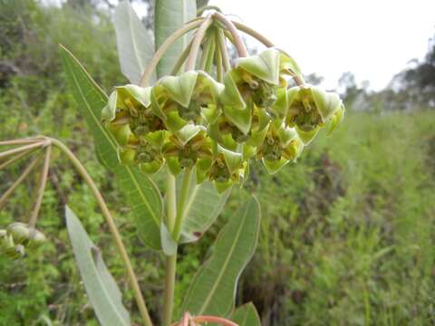 صورة Asclepias mirifica R. E. Woodson