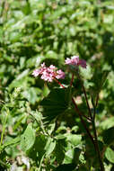 Image of Begonia bracteosa A. DC.