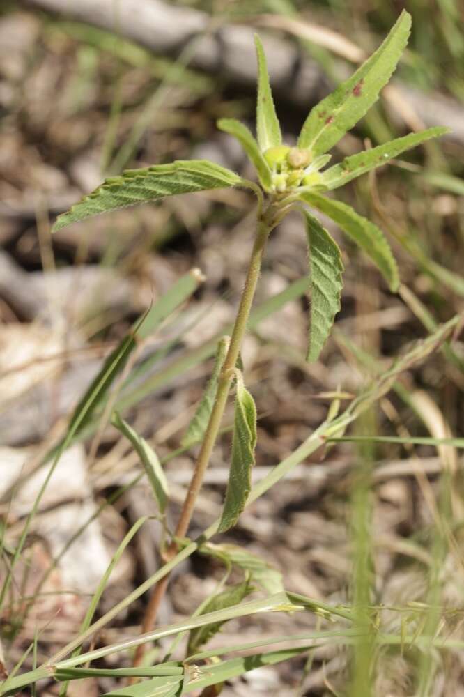 Euphorbia cuphosperma (Engelm.) Boiss. resmi