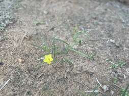 Image of Yellow Flameflower