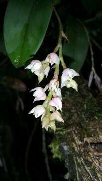 Imagem de Polystachya cultriformis (Thouars) Lindl. ex Spreng.