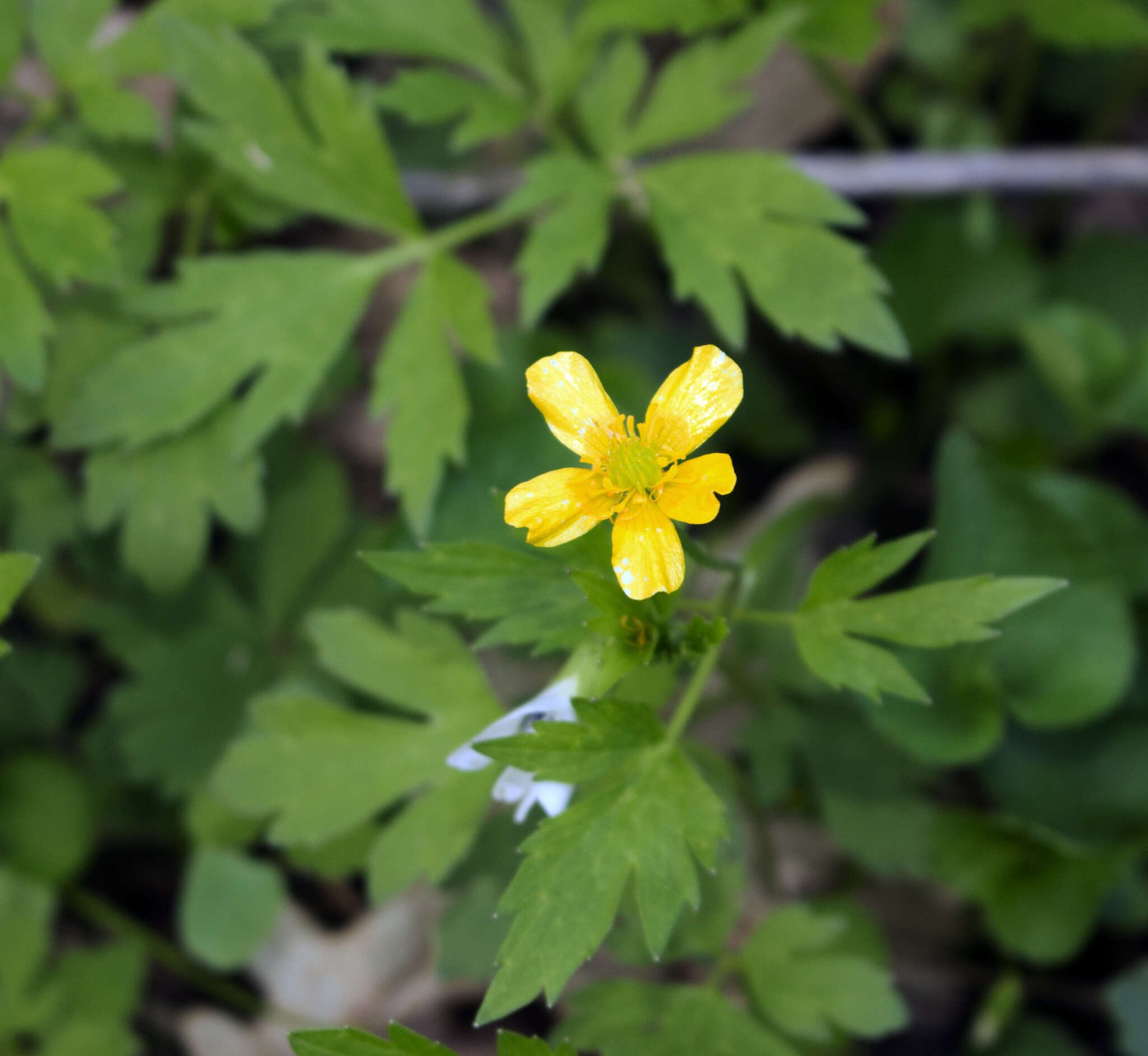 Ranunculus hispidus Michx.的圖片