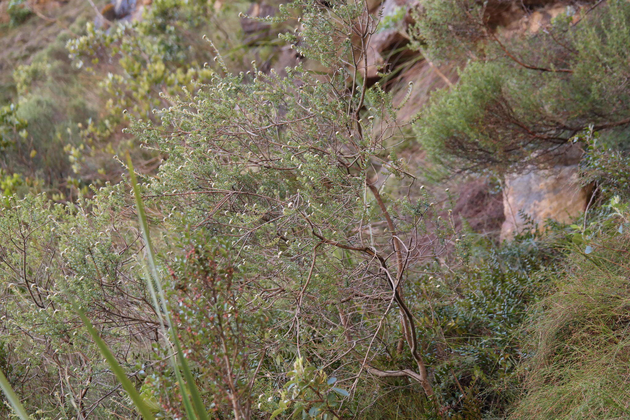 Image of Phylica callosa L. fil.