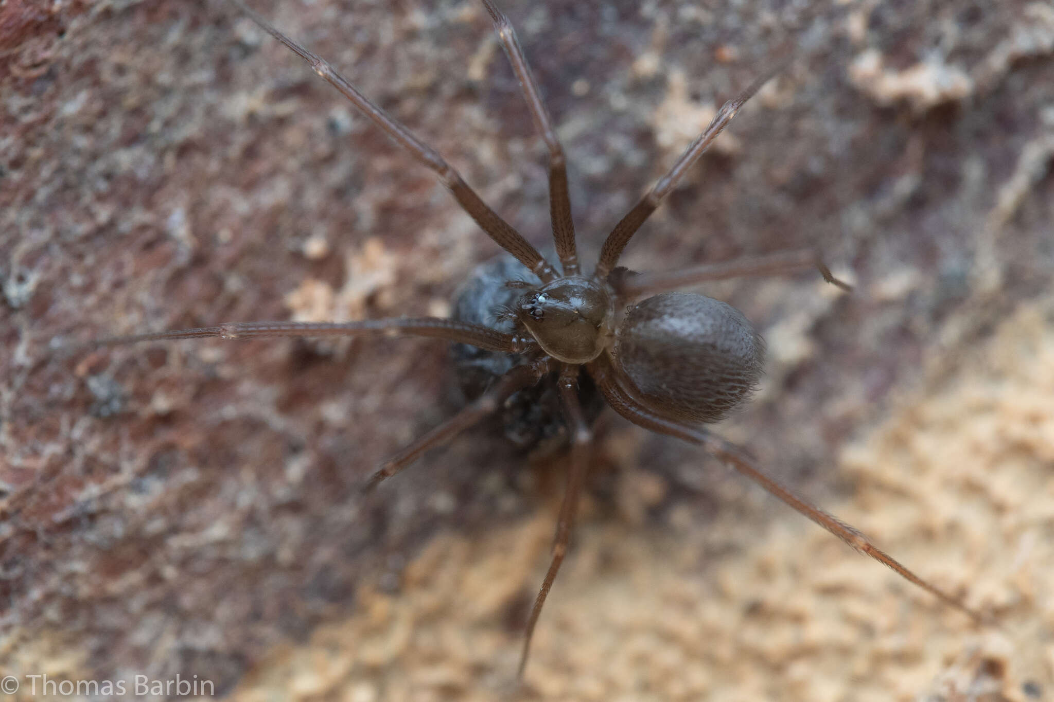 Image of Pholcophora americana Banks 1896