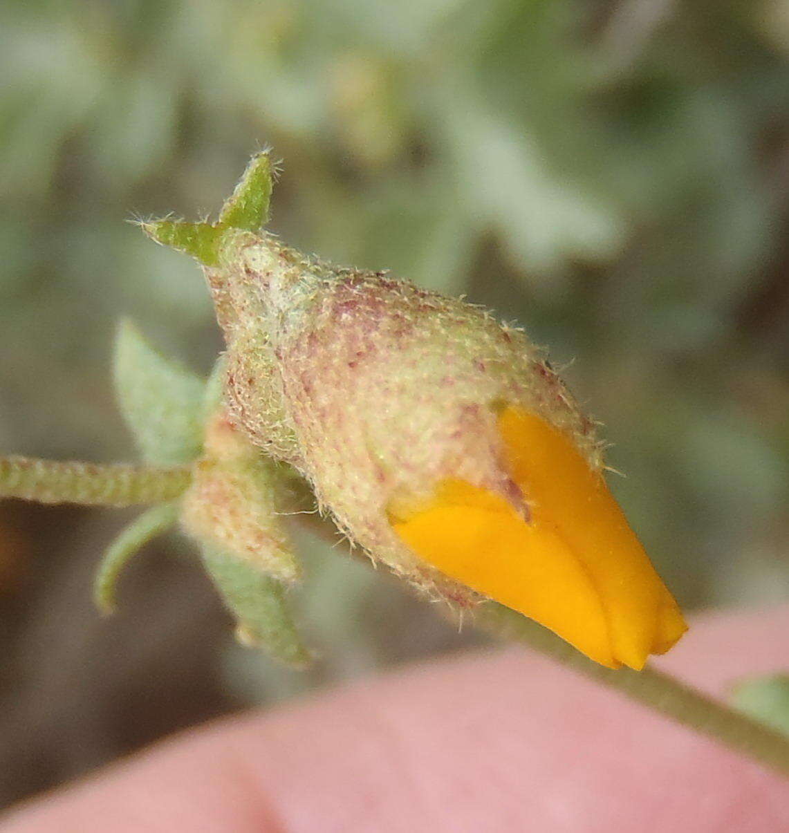 Image of Hermannia cuneifolia var. cuneifolia