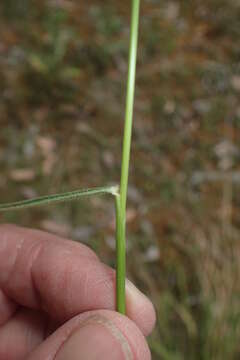 Sivun Australopyrum pectinatum (Labill.) Á. Löve kuva