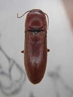 Image of Melanotus fusciceps (Gyllenhal 1817)
