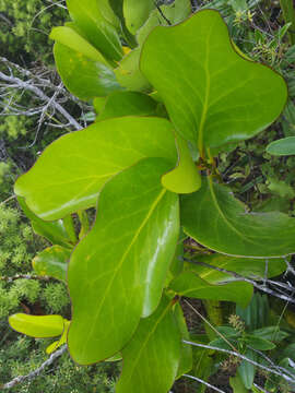 Image of Griselinia lucida (J. R. Forst. & G. Forst.) G. Forst.