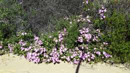 Image of Linanthus californicus (Hook. & Arn.) J. M. Porter & L. A. Johnson