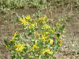 Image of Entire-leaved Gumweed