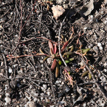 Image of Calandrinia eremaea Ewart