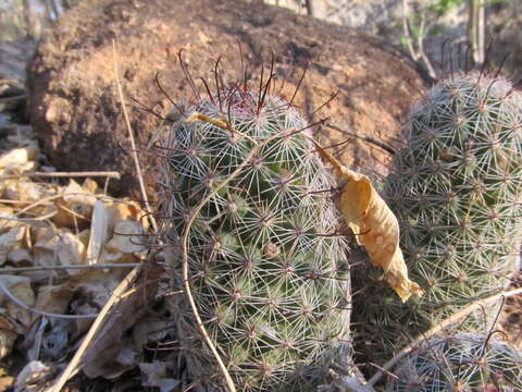 Image of Mammillaria grahamii subsp. sheldonii (Britton & Rose) D. R. Hunt