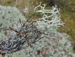 Image of reindeer lichen