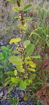 Image of Erythroxylum campestre A. St.-Hil.