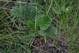 Image of Geum capense Thunb.