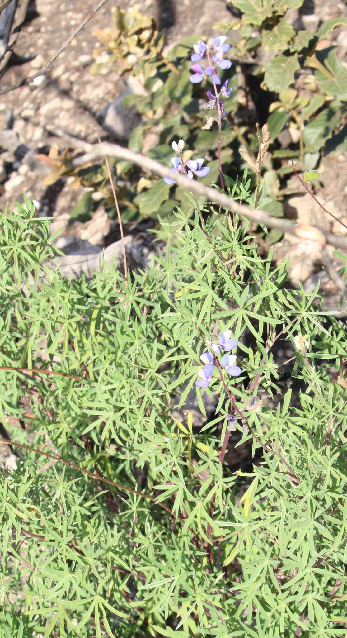 Image of Lupinus mexicanus Lag.