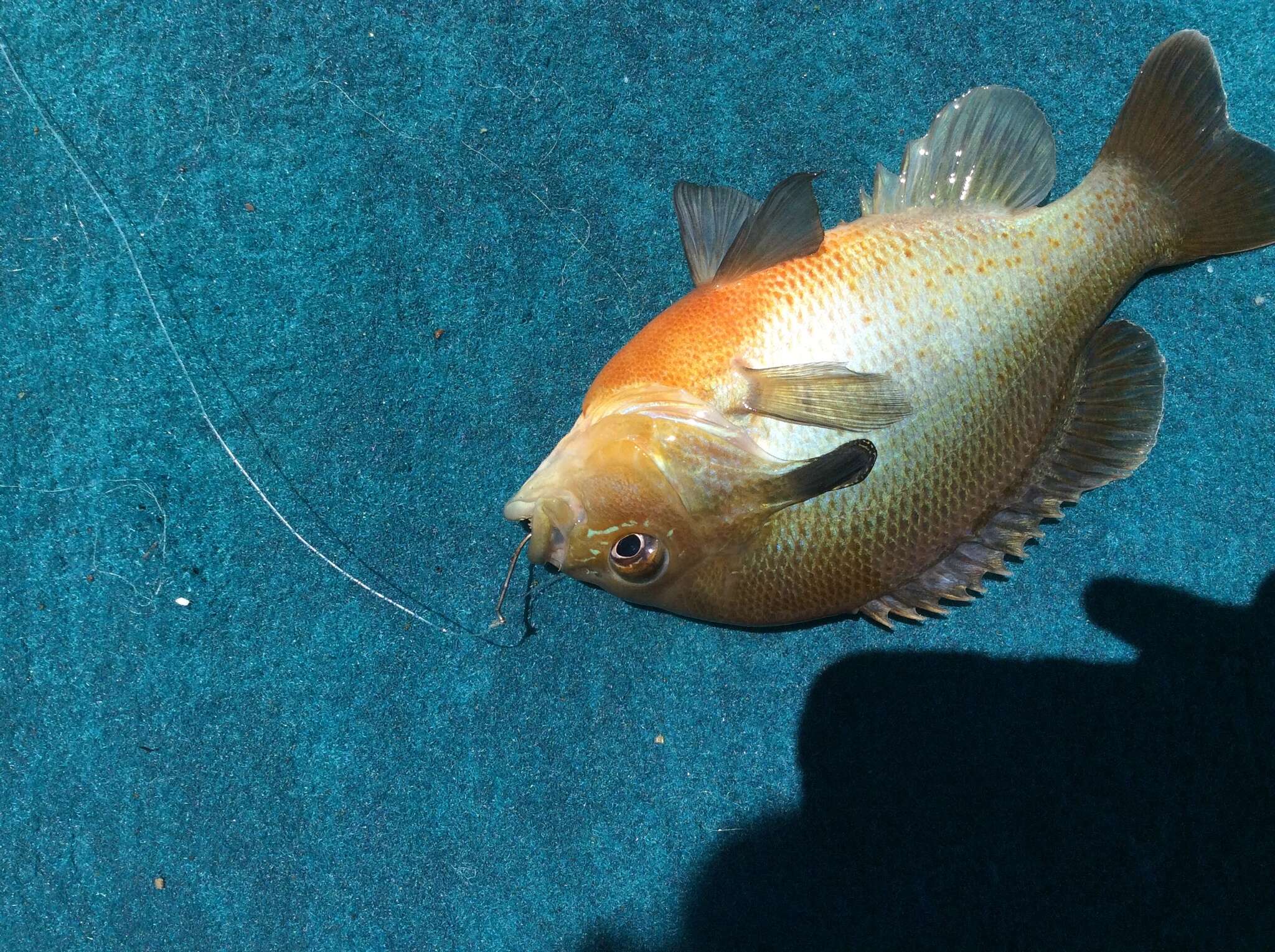 Image of Redbreast Sunfish