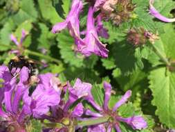 Plancia ëd Bombus hortorum (Linnaeus 1761)