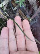 Image of Painted fingers