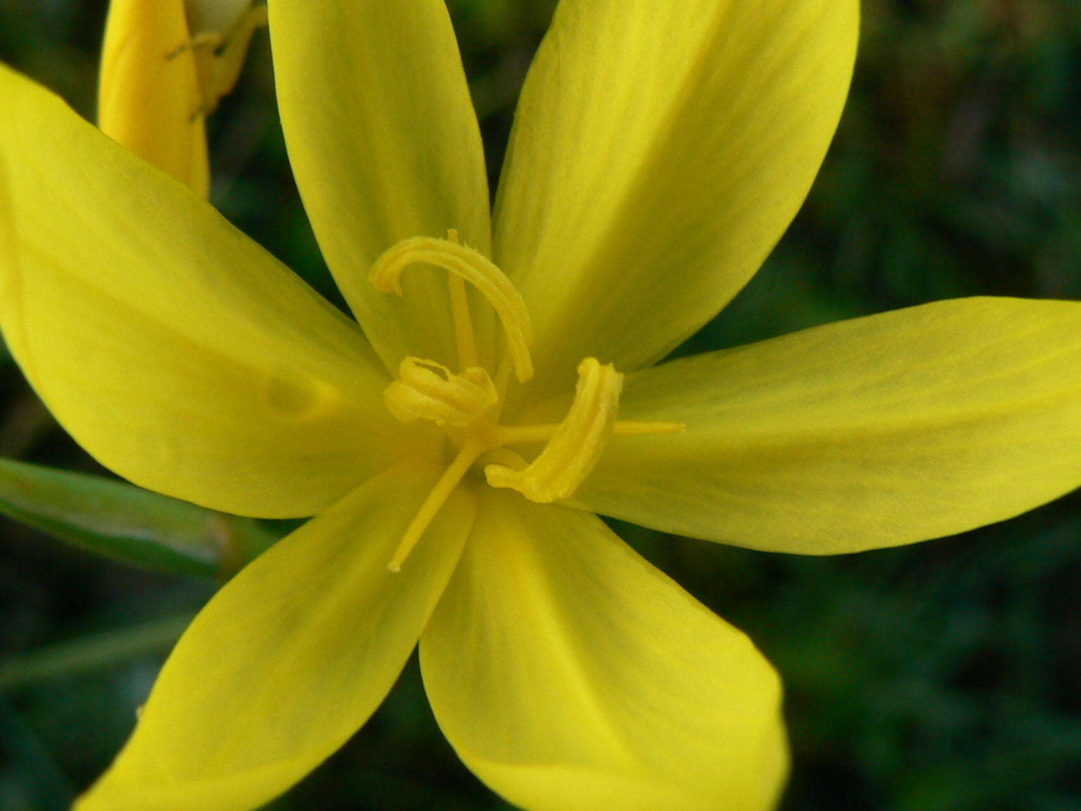 Image of Bobartia gracilis Baker