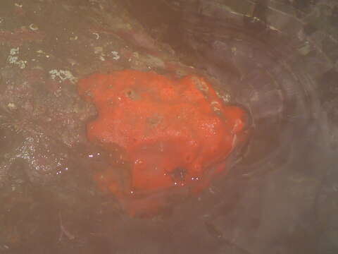 Image of red volcano horny sponge