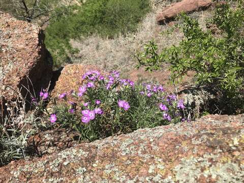 Imagem de Phlox pilosa subsp. longipilosa (Waterf.) Locklear