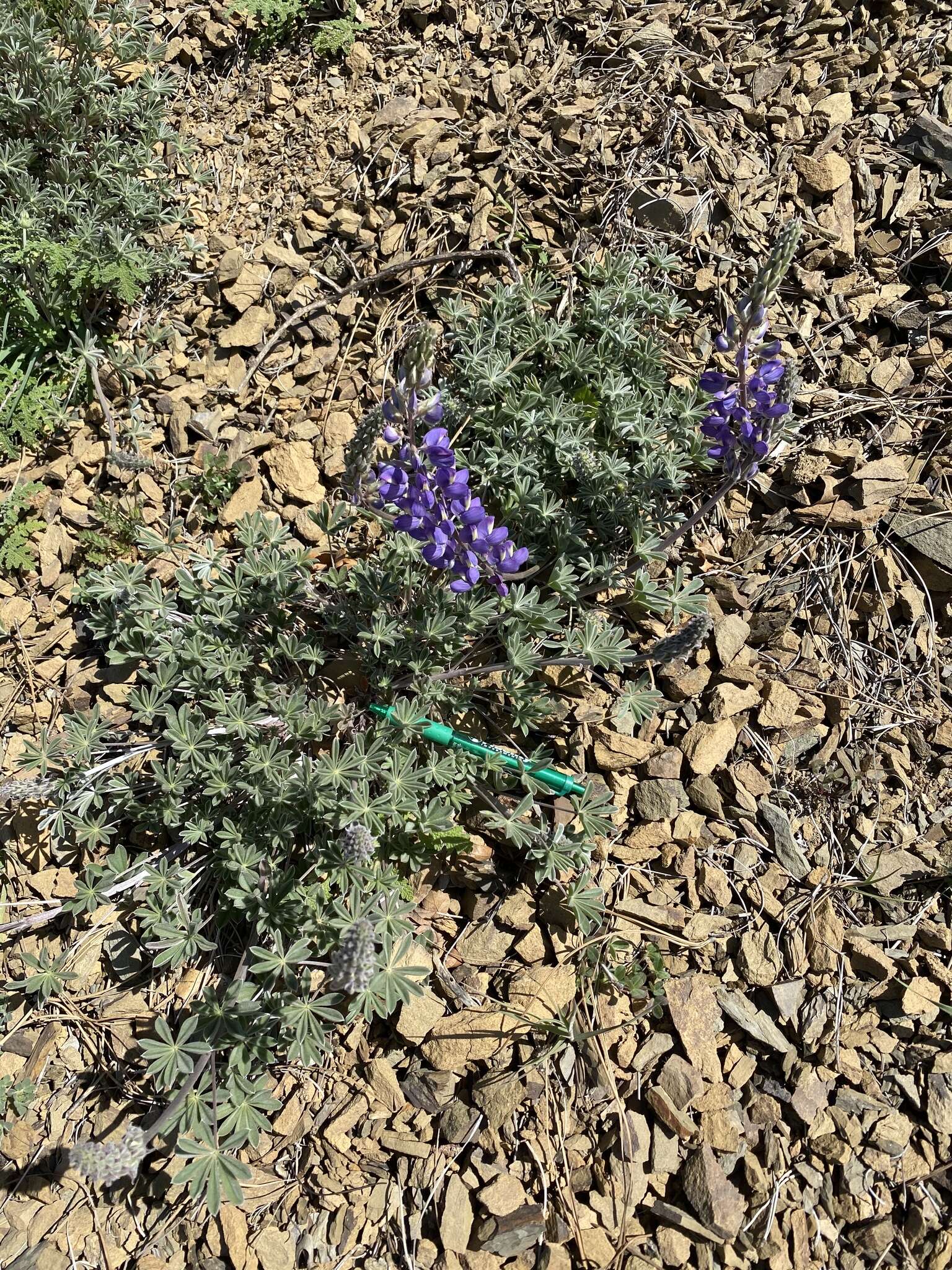 Image of silver lupine