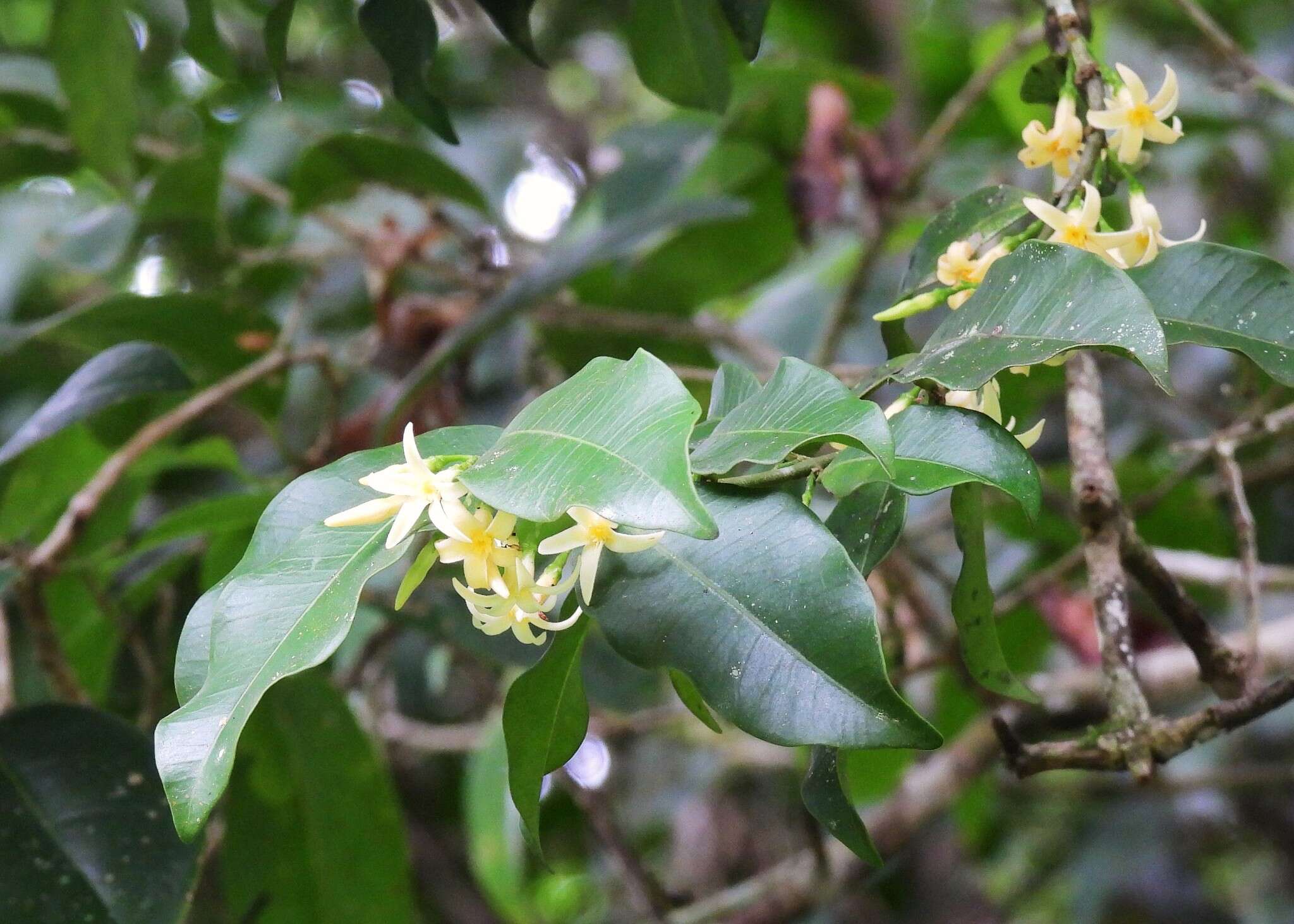 Image of Melodinus acutiflorus F. Müll.