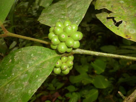 Image of Mollinedia butleriana Standley