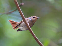 Image of Small Niltava