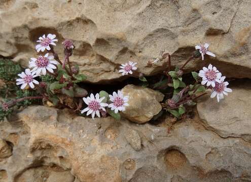 Image of Senecio varicosus L. fil.