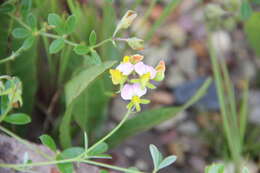 Crotalaria variegata Baker resmi