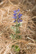 Image of elegant lupine