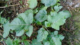 Imagem de Solanum capsicoides Allioni