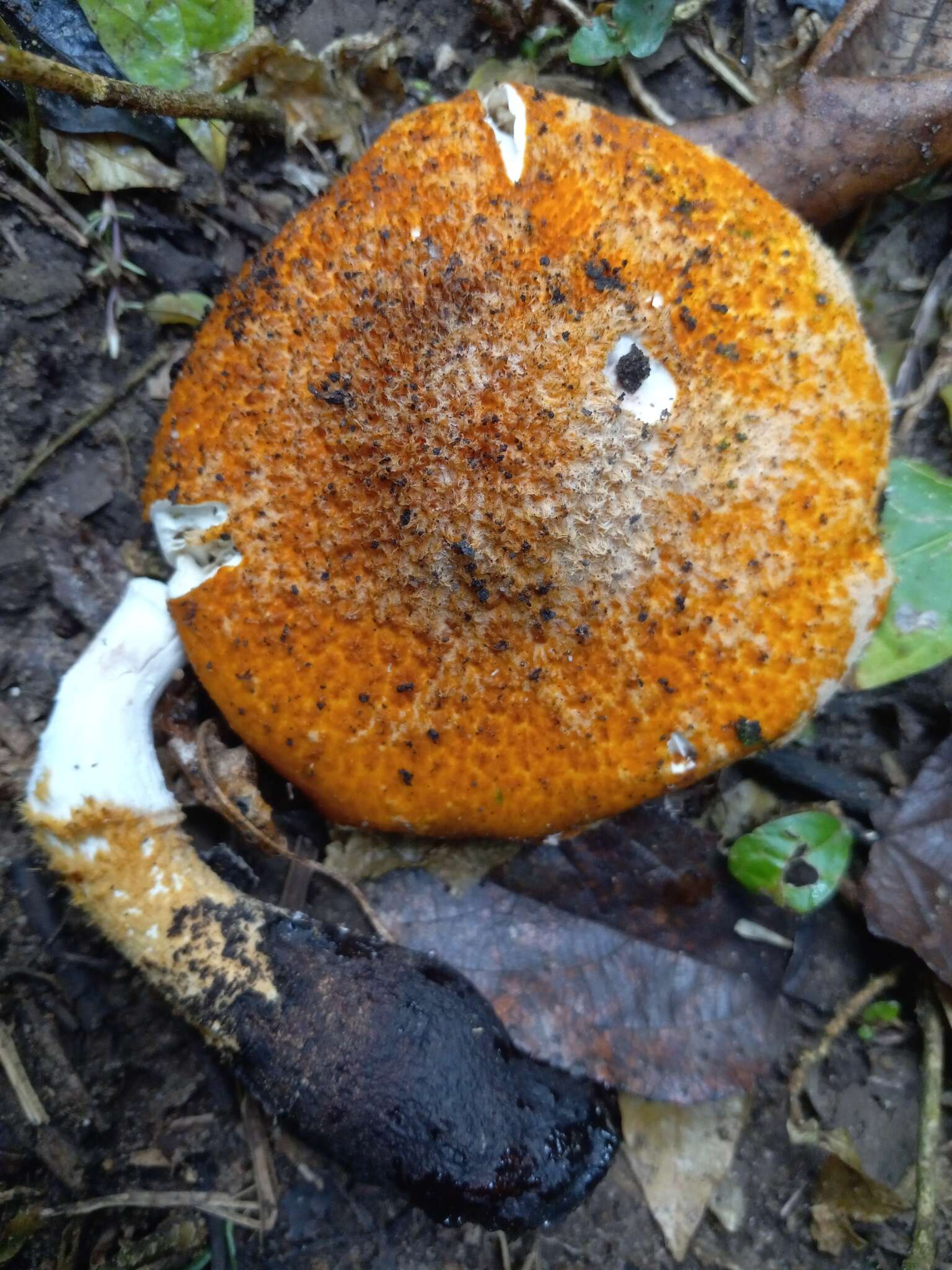 Слика од Lepiota spiculata Pegler 1983