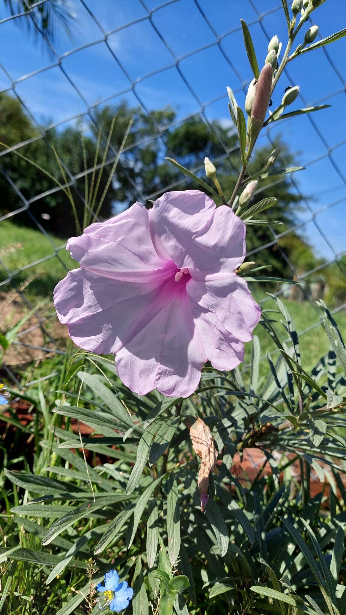 Sivun Ipomoea malvaeoides Meisn. kuva