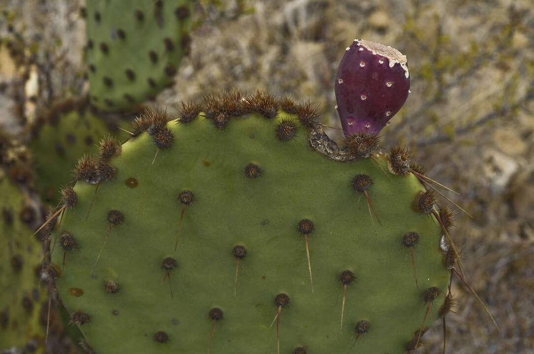 Image of chenille pricklypear