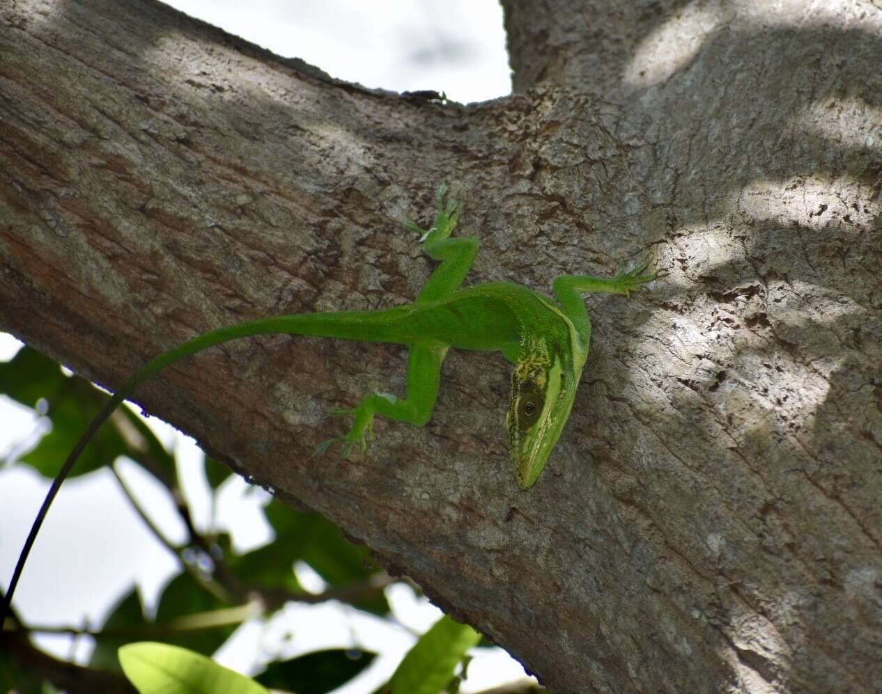 Imagem de Anolis smallwoodi Schwartz 1964