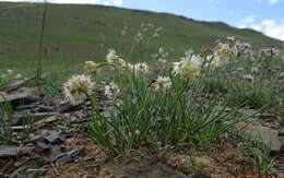 Image of Allium tuvinicum (N. Friesen) N. Friesen