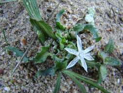 Image of Lapeirousia plicata subsp. plicata