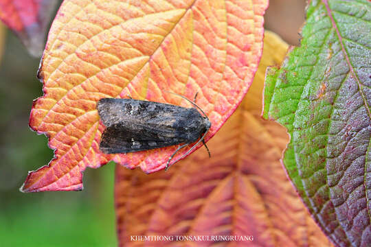 Image of black rustic