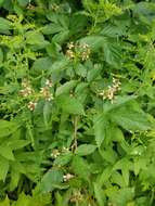 صورة Rubus canadensis L.