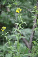 Image of Erysimum aureum M. Bieb.