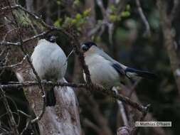 Image of Azores Bullfinch