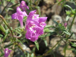 Imagem de Galeopsis angustifolia Ehrh. ex Hoffm.