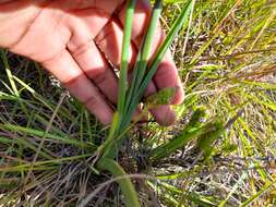 Image of Albuca nelsonii N. E. Br.