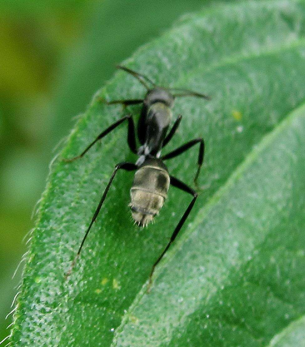 صورة Camponotus cinctellus (Gerstaecker 1859)